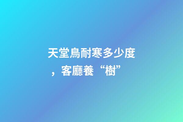 天堂鳥耐寒多少度，客廳養“樹”